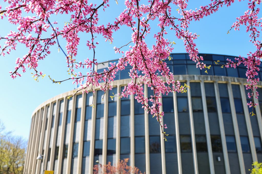 Adelphi University's Science Building with cherry blossoms in bloom.