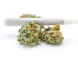 Rolled cannabis on white background