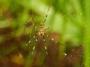 A yellow and black Joro spider in its orb web