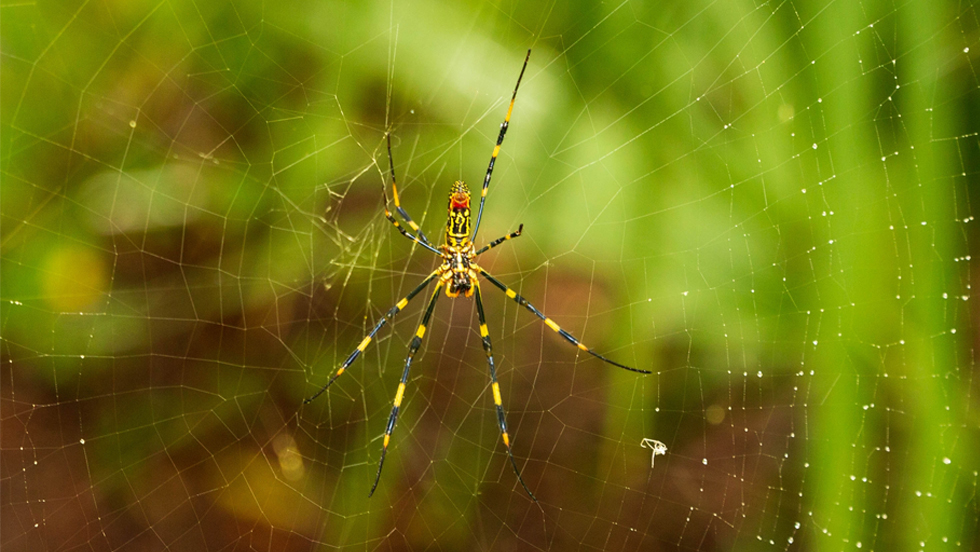 A yellow and black Joro spider in its orb web