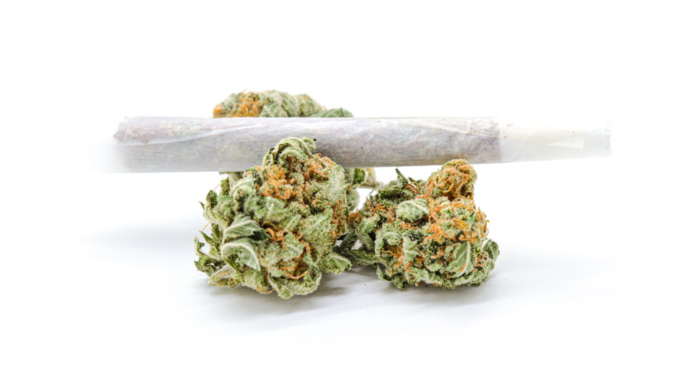 Rolled cannabis on white background