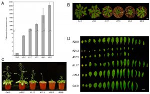 Four separate images, showing a chart tracking plant growth, the plants seen from above and from the side, and the leaves of different plant lines.