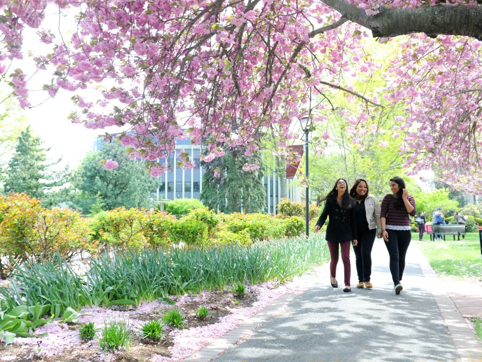 Walking in the springtime cherry blossom blooms at Adelphi