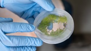 A close-up of a lab container of algae grown in Dr. Heyl's lab.