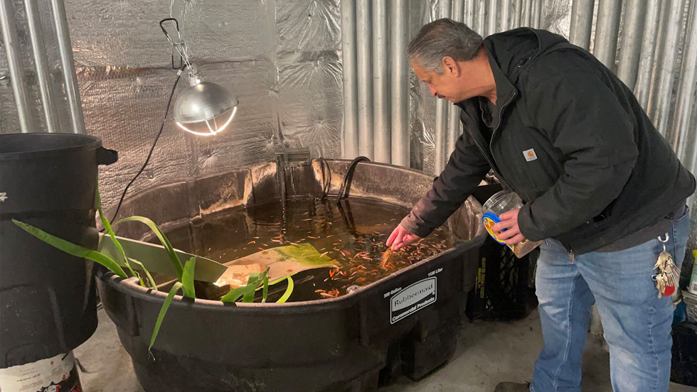 A man holding a container of fish food bends over a plastic tub of koi.