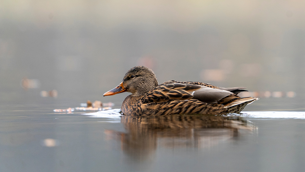 One brown and orange colored duck floats in still water.