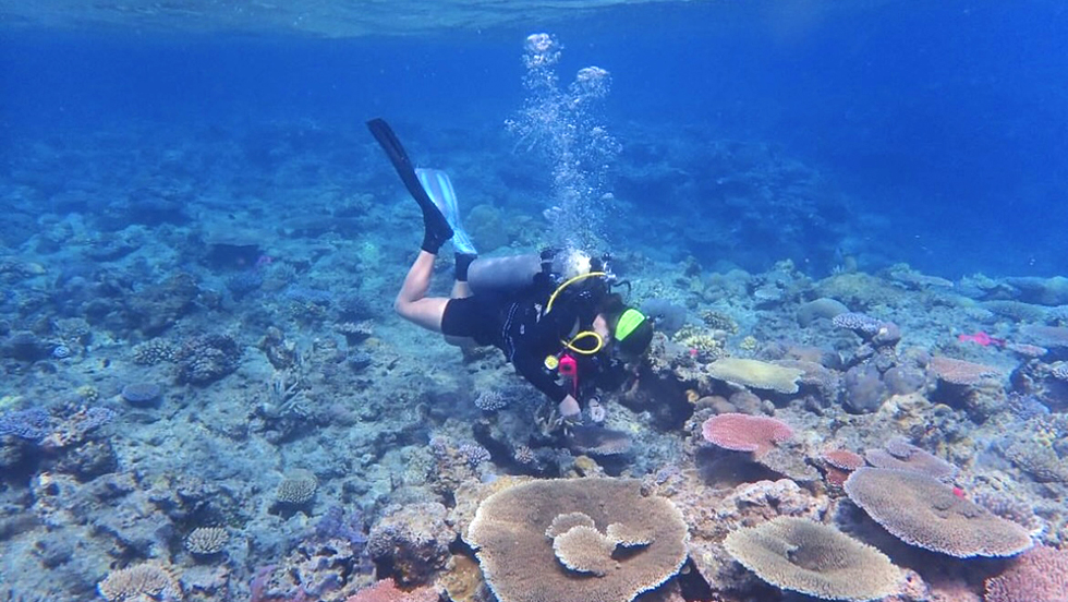 Scuba diver with fins and an air tank swims in blue water near the ocean floor with sea life.